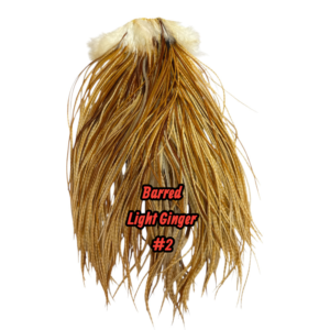 Barred Light Ginger 2