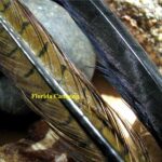 Cola de faisán marca reptilius