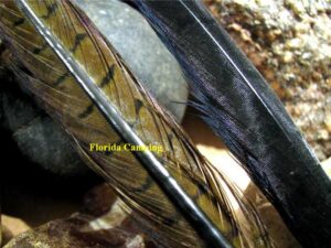 Cola de faisán marca reptilius