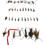 Combo de 36 ninfas mas caja