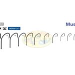 Anzuelo serie 10603 npbln marca mustad